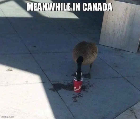 image tagged in meanwhile in canada | made w/ Imgflip meme maker