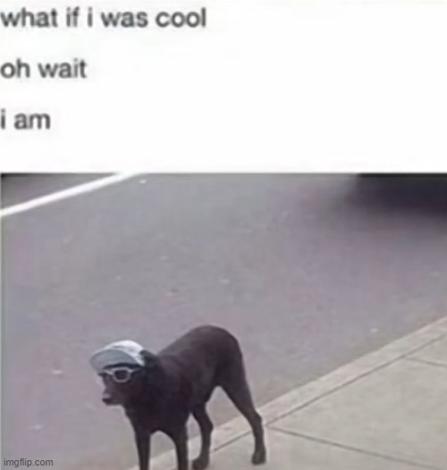 dogs are cool :) - Imgflip