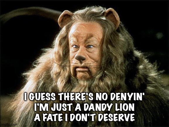 cowardly lion | I GUESS THERE'S NO DENYIN'
I'M JUST A DANDY LION
A FATE I DON'T DESERVE | image tagged in cowardly lion | made w/ Imgflip meme maker