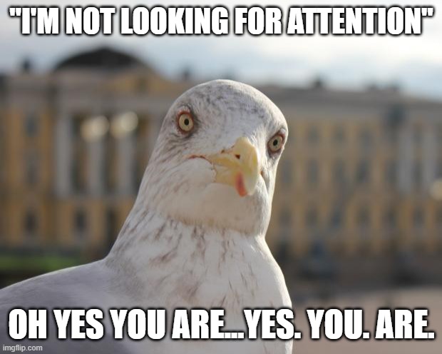 "I'M NOT LOOKING FOR ATTENTION" OH YES YOU ARE...YES. YOU. ARE. | image tagged in arrogant seagull | made w/ Imgflip meme maker