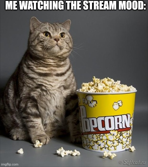 Cat eating popcorn | ME WATCHING THE STREAM MOOD: | image tagged in cat eating popcorn | made w/ Imgflip meme maker
