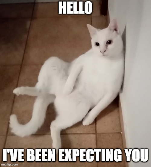 Cat | HELLO; I'VE BEEN EXPECTING YOU | image tagged in cat | made w/ Imgflip meme maker