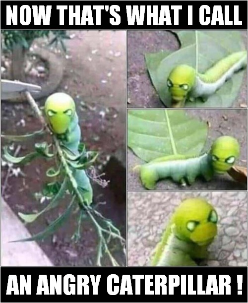 A Scary Little Creature ! | NOW THAT'S WHAT I CALL; AN ANGRY CATERPILLAR ! | image tagged in fun,now thats what i call,angry,caterpillar | made w/ Imgflip meme maker