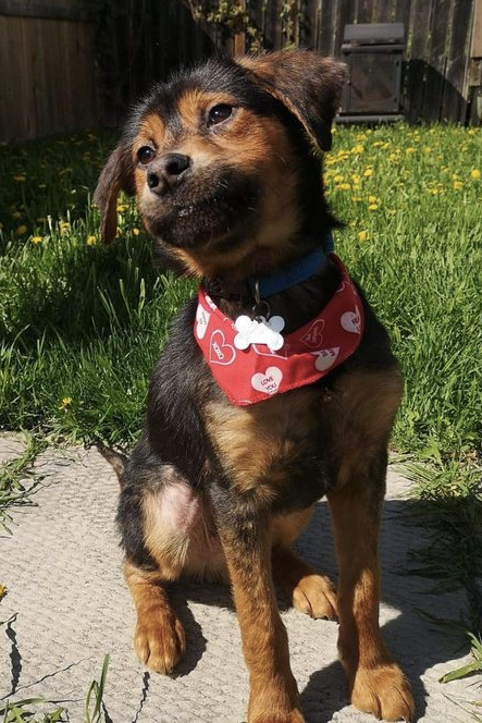 High Quality dog Blank Meme Template