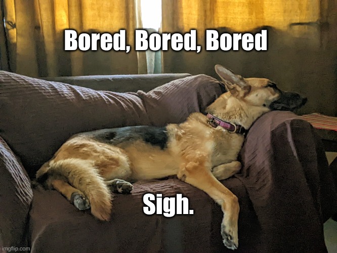 Bored Dog |  Bored, Bored, Bored; Sigh. | image tagged in german shepherd,bored,lazy boring day | made w/ Imgflip meme maker