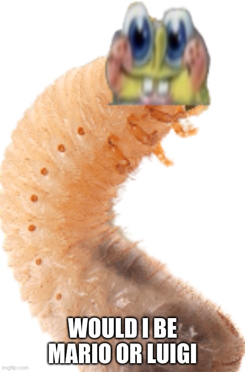 Spongefly Larva | WOULD I BE MARIO OR LUIGI | image tagged in spongefly larva | made w/ Imgflip meme maker