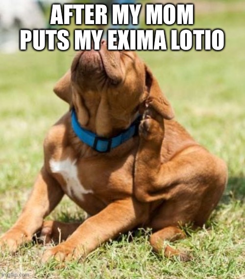 :( | AFTER MY MOM PUTS MY EXIMA LOTION ON | image tagged in scratching dog | made w/ Imgflip meme maker