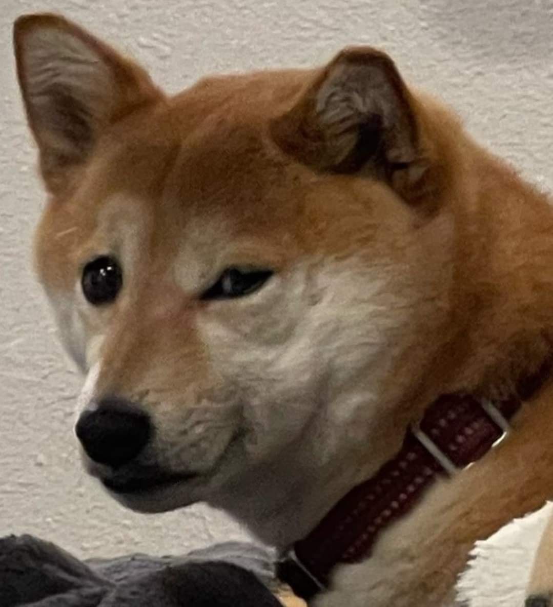 High Quality Shiba Side Eye Blank Meme Template