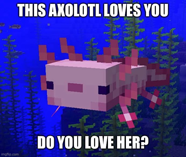 Axolotl | THIS AXOLOTL LOVES YOU; DO YOU LOVE HER? | image tagged in cute,axolotl | made w/ Imgflip meme maker