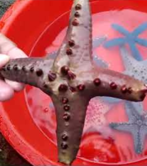 High Quality Starfish with 4 arms Blank Meme Template