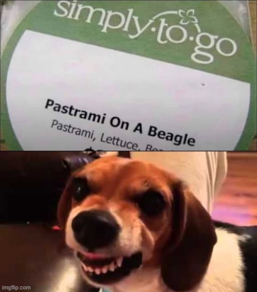 Fido No Like | image tagged in grumpy beagle don't like selfies,you had one job | made w/ Imgflip meme maker