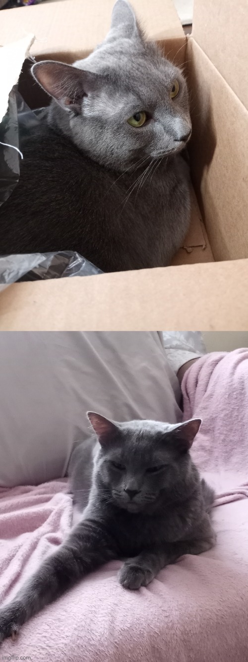 My cat :) | image tagged in cats | made w/ Imgflip meme maker