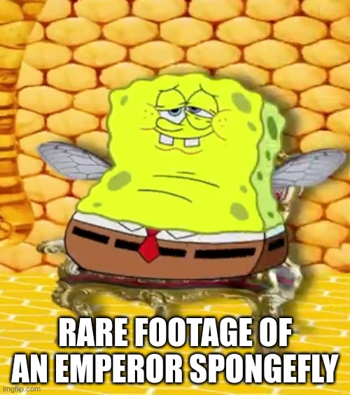 RARE FOOTAGE OF AN EMPEROR SPONGEFLY | made w/ Imgflip meme maker