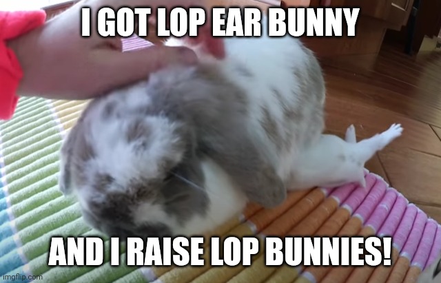 Lop Bun | I GOT LOP EAR BUNNY AND I RAISE LOP BUNNIES! | image tagged in lop bun | made w/ Imgflip meme maker