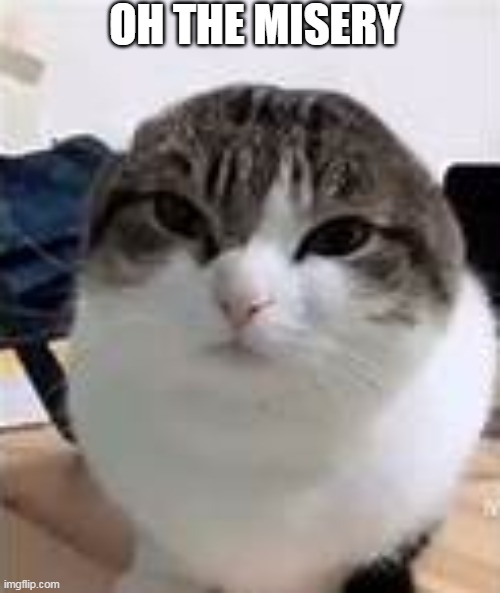 WAWA CAT | OH THE MISERY | image tagged in cat,cats,cute cat,funny cats | made w/ Imgflip meme maker