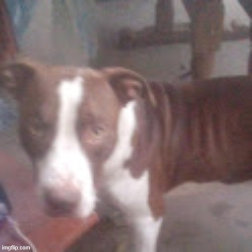 picture of my dog | made w/ Imgflip meme maker