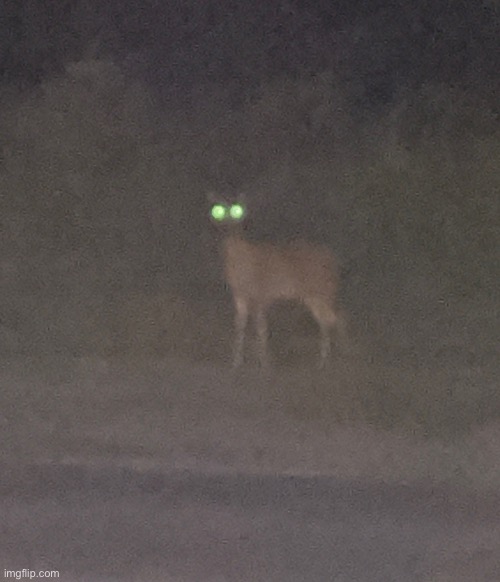 So i was walking to my grandma’s and i saw this deer | made w/ Imgflip meme maker