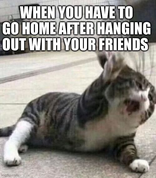 Have to go home ? | WHEN YOU HAVE TO GO HOME AFTER HANGING OUT WITH YOUR FRIENDS | image tagged in cat | made w/ Imgflip meme maker