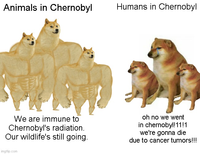 chernobyl 2 | Animals in Chernobyl; Humans in Chernobyl; oh no we went in chernobyl!11!1 we're gonna die due to cancer tumors!!! We are immune to Chernobyl's radiation. Our wildlife's still going. | image tagged in memes,buff doge vs cheems | made w/ Imgflip meme maker