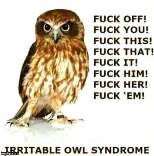 Irritable ? | image tagged in sad owl | made w/ Imgflip meme maker