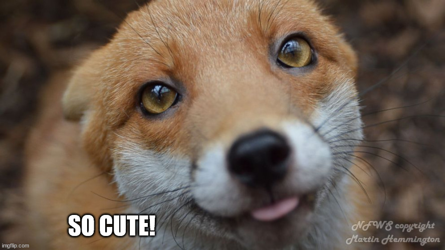 Cute fox | SO CUTE! | image tagged in cute fox | made w/ Imgflip meme maker