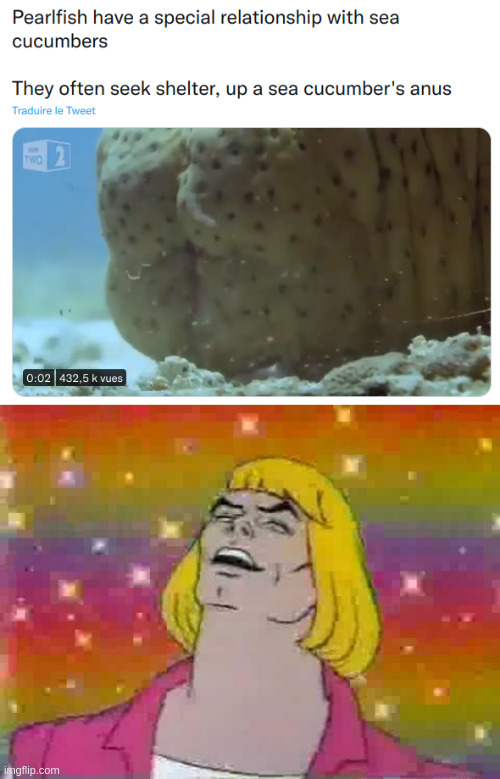 He-man teaching things about sea cuncumbers | image tagged in he man | made w/ Imgflip meme maker