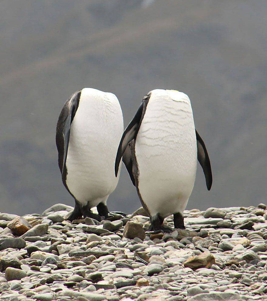 OMG, they lost their heads | image tagged in awesome | made w/ Imgflip meme maker