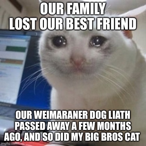 Please don’t bomb the comments with suck it up, they were  the best dog and cat a family could ask for | OUR FAMILY LOST OUR BEST FRIEND; OUR WEIMARANER DOG LIATH PASSED AWAY A FEW MONTHS AGO, AND SO DID MY BIG BROS CAT | image tagged in crying cat | made w/ Imgflip meme maker