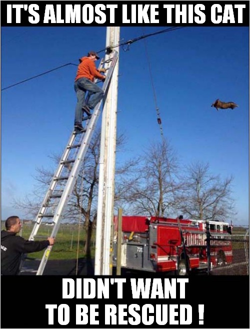 Well, That Was A Waste Of Time ! | IT'S ALMOST LIKE THIS CAT; DIDN'T WANT TO BE RESCUED ! | image tagged in cats,waste of time,animal rescue | made w/ Imgflip meme maker