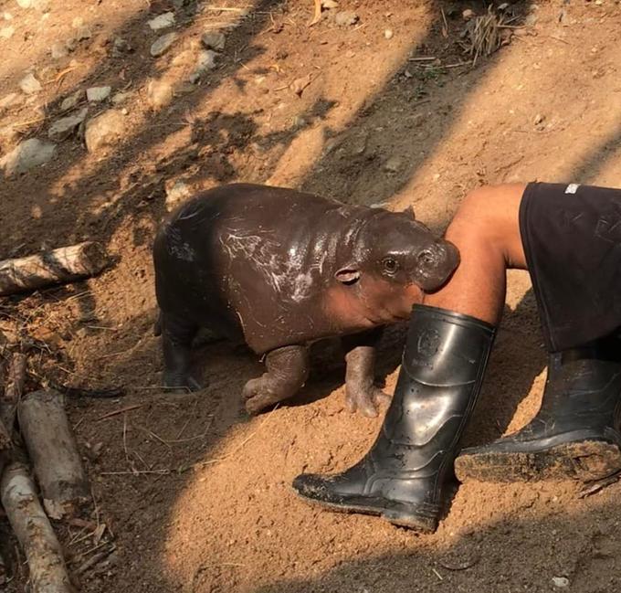 Baby Hippo Bites Leg Blank Meme Template