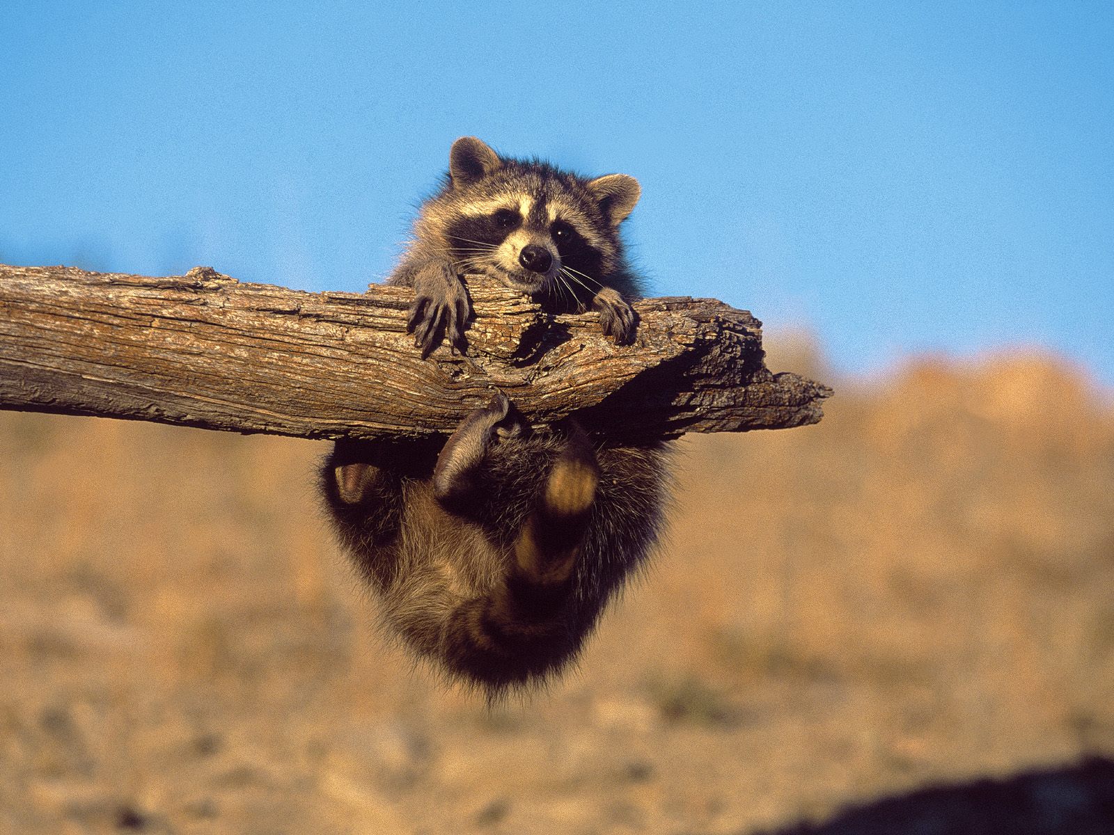 High Quality raccoon hanging from a limb Blank Meme Template