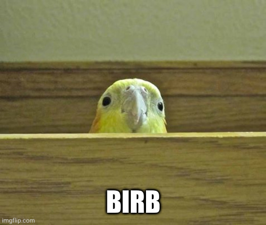 The Birb | BIRB | image tagged in the birb | made w/ Imgflip meme maker
