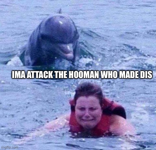 Dangerous Dolphin | IMA ATTACK THE HOOMAN WHO MADE DIS | image tagged in dangerous dolphin | made w/ Imgflip meme maker