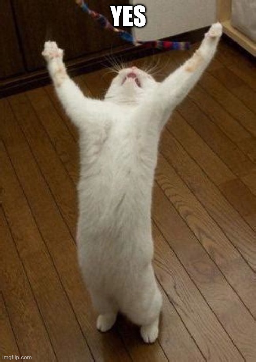 Hooray Cat | YES | image tagged in hooray cat | made w/ Imgflip meme maker