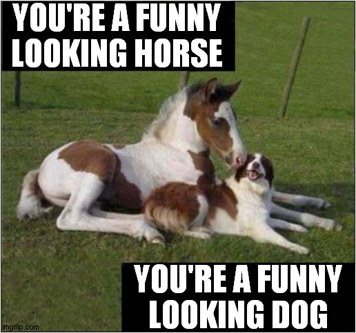 Identity Confusion | YOU'RE A FUNNY LOOKING HORSE; YOU'RE A FUNNY
LOOKING DOG | image tagged in fun,identity,confusion,dog,horse | made w/ Imgflip meme maker