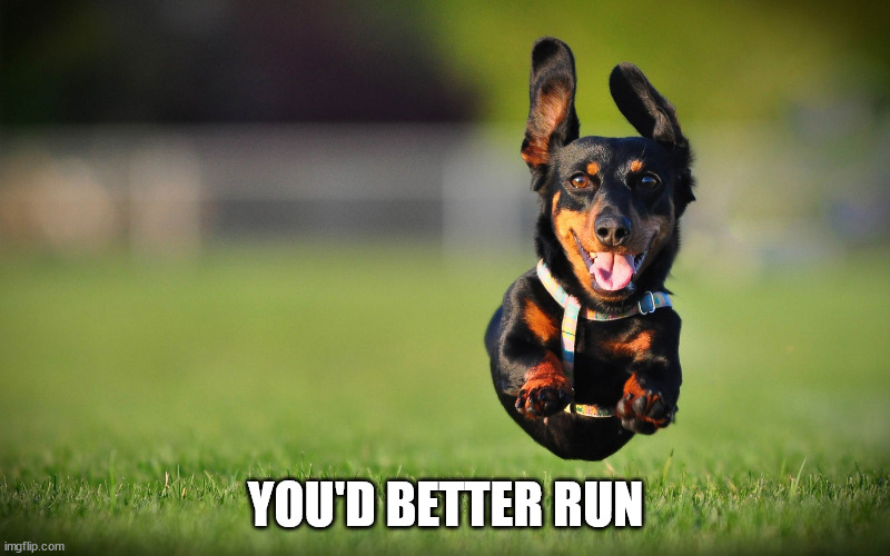 Dog Running | YOU'D BETTER RUN | image tagged in dog running | made w/ Imgflip meme maker