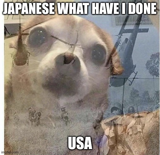 PTSD Chihuahua | JAPANESE WHAT HAVE I DONE; USA | image tagged in ptsd chihuahua | made w/ Imgflip meme maker