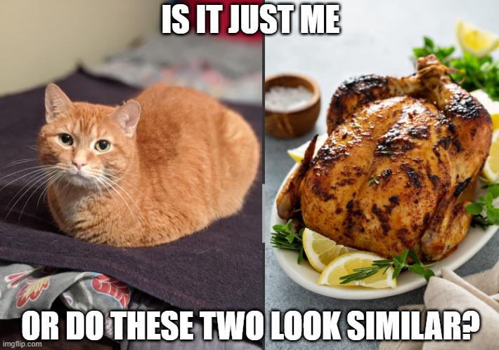 but don't eat the cat | IS IT JUST ME; OR DO THESE TWO LOOK SIMILAR? | image tagged in cat,chicken,similar | made w/ Imgflip meme maker
