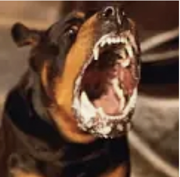 Mad rott Blank Meme Template