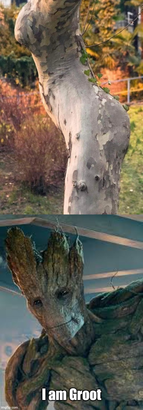 Tree body | I am Groot | image tagged in tree,body,groot,wood,i am groot | made w/ Imgflip meme maker