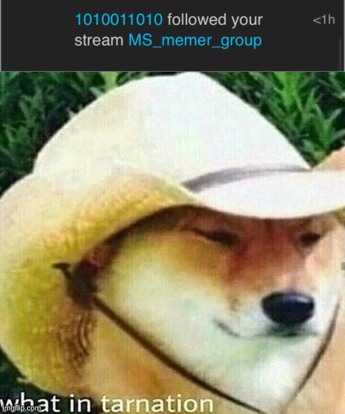 image tagged in what in tarnation dog | made w/ Imgflip meme maker