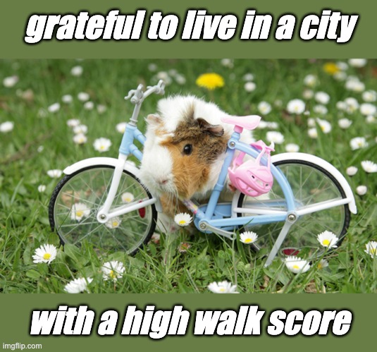 Yes, it's good gas prices are dropping, but ultimately, we need to use less | grateful to live in a city; with a high walk score | image tagged in bike guinea pig,gas,walk,bike,guinea pig,city | made w/ Imgflip meme maker