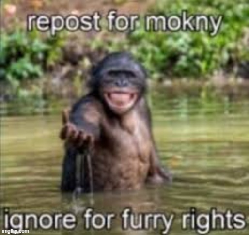 repost for monkey ignore for furries right | image tagged in anti furry | made w/ Imgflip meme maker