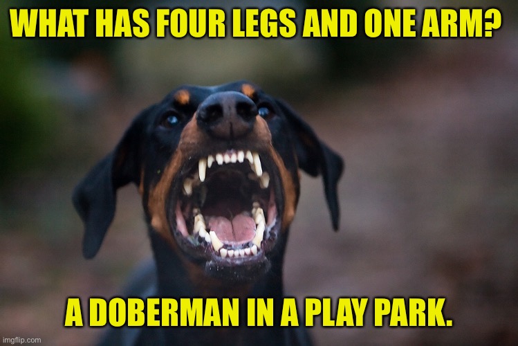 Doberman | WHAT HAS FOUR LEGS AND ONE ARM? A DOBERMAN IN A PLAY PARK. | image tagged in angry doberman,four legs,one arm,play park,children | made w/ Imgflip meme maker