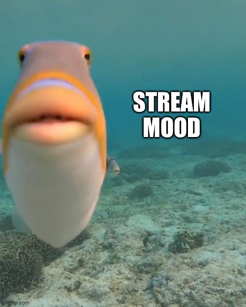 Fish | STREAM MOOD | image tagged in staring fish,idfk,random | made w/ Imgflip meme maker