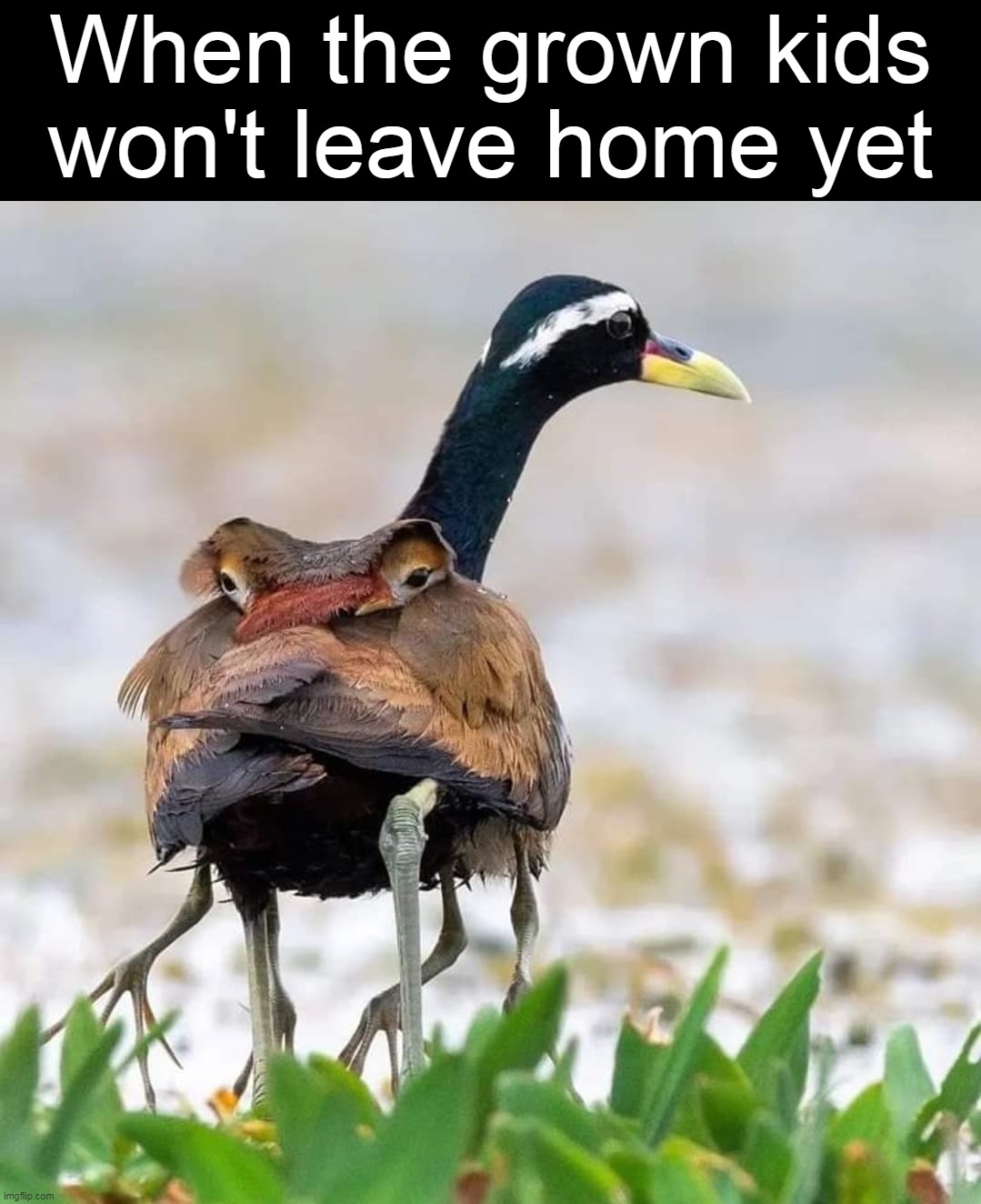 When the grown kids won't leave home yet | image tagged in meme,memes,humor | made w/ Imgflip meme maker