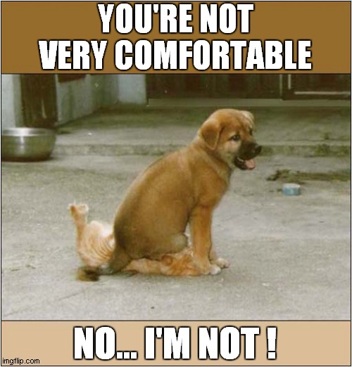 This Cat Is Not A Seat ! | YOU'RE NOT VERY COMFORTABLE; NO... I'M NOT ! | image tagged in dogs,cats,uncomfortable,seat | made w/ Imgflip meme maker