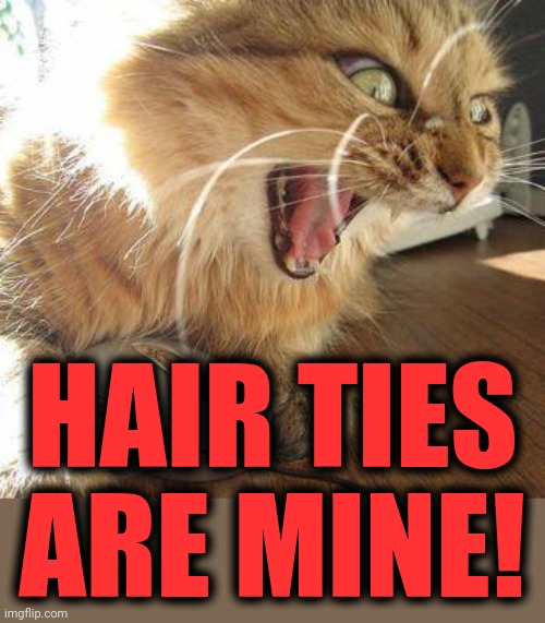 angry cat | HAIR TIES
ARE MINE! | image tagged in angry cat | made w/ Imgflip meme maker