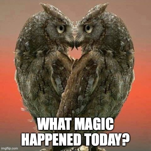 Gratitude is the most exquisite form of courtesy. | WHAT MAGIC HAPPENED TODAY? | image tagged in gratitude is the most exquisite form of courtesy | made w/ Imgflip meme maker
