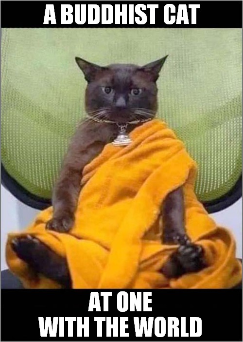 To Brighten Your Day |  A BUDDHIST CAT; AT ONE WITH THE WORLD | image tagged in cats,have a nice day,buddhist | made w/ Imgflip meme maker